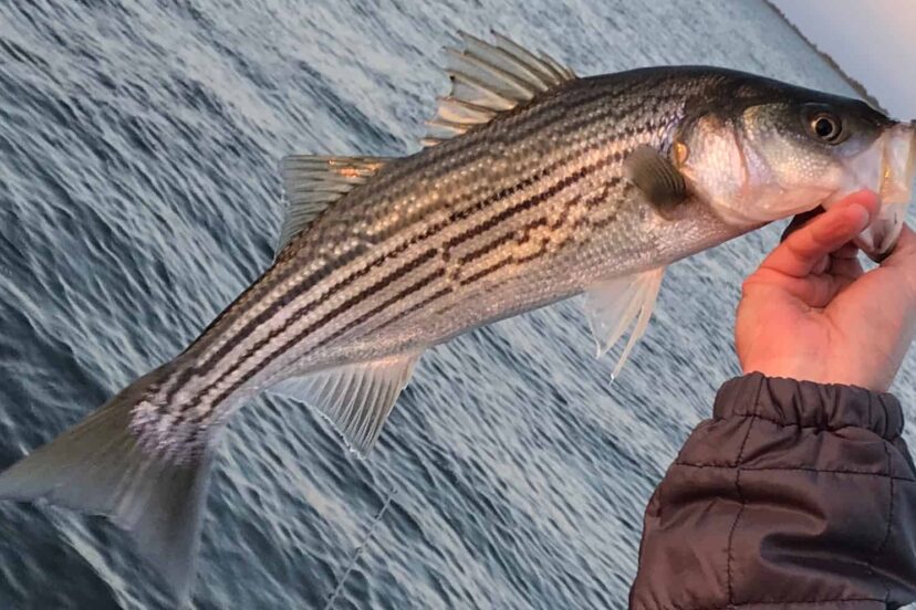 Fishing camp Striped_Bass