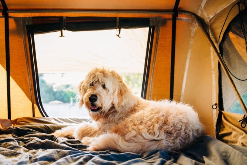 Dog Camping Gear Guide 2024 | Top Picks for Outdoor Adventures