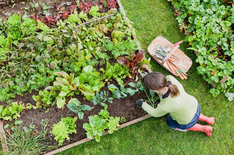 natural pest control australian garden pests