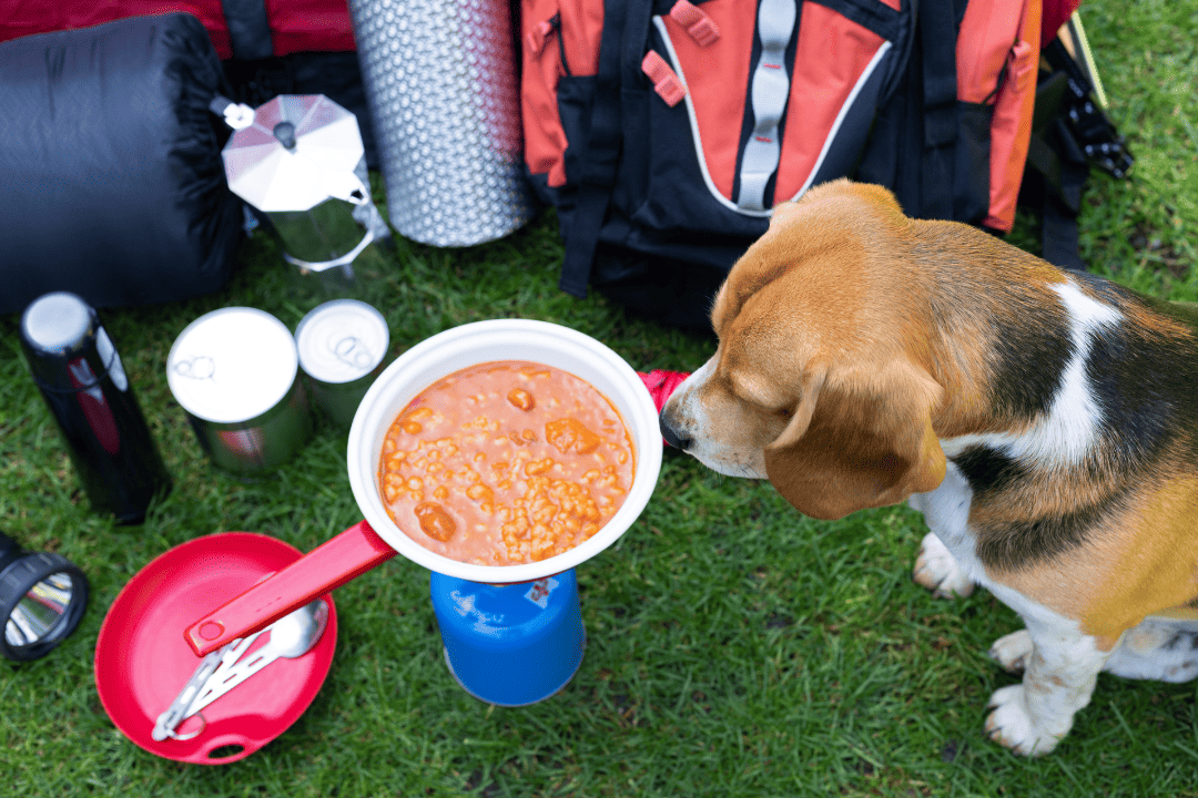 dog looking at bake beans in a pan outside